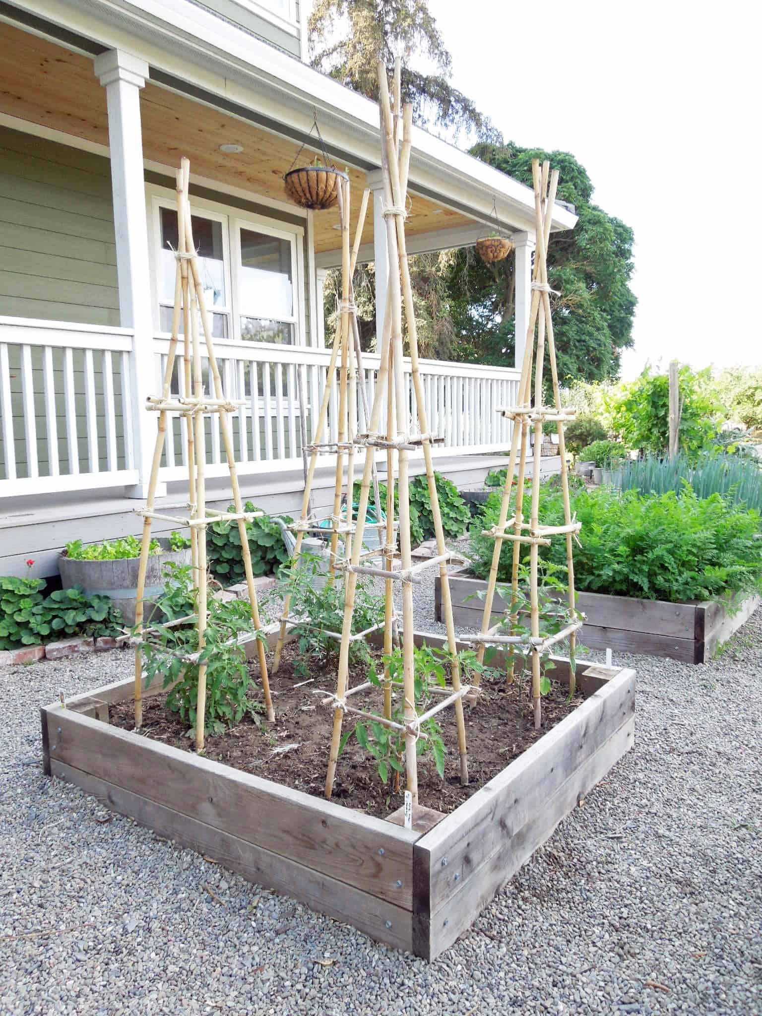 How to build a trellis for tomatoes