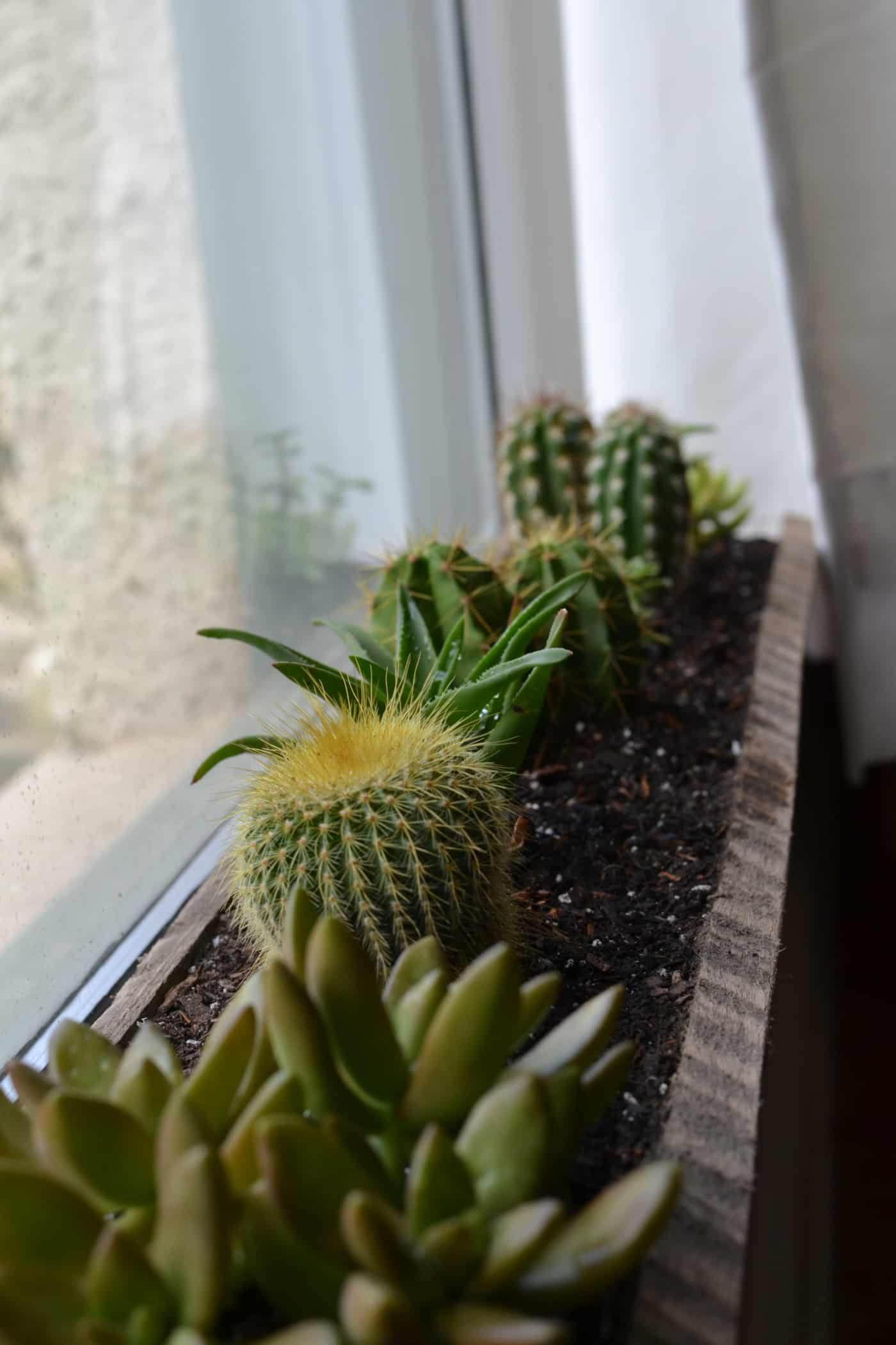 Indoor succulent window box