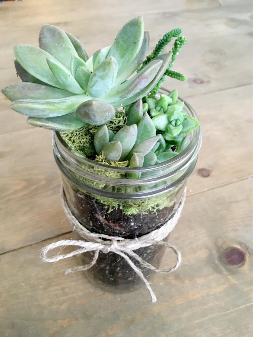 Succulents - what to put in glass jars for decoration