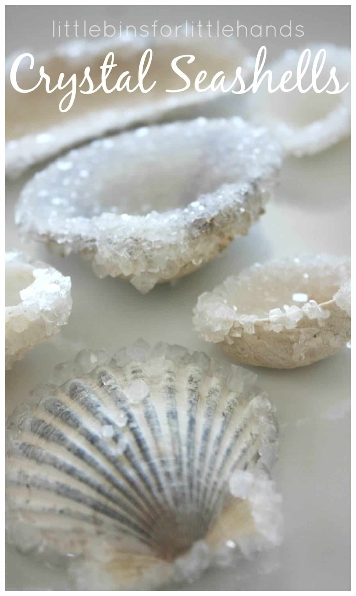 Crystal seashells ocean crystal growing science