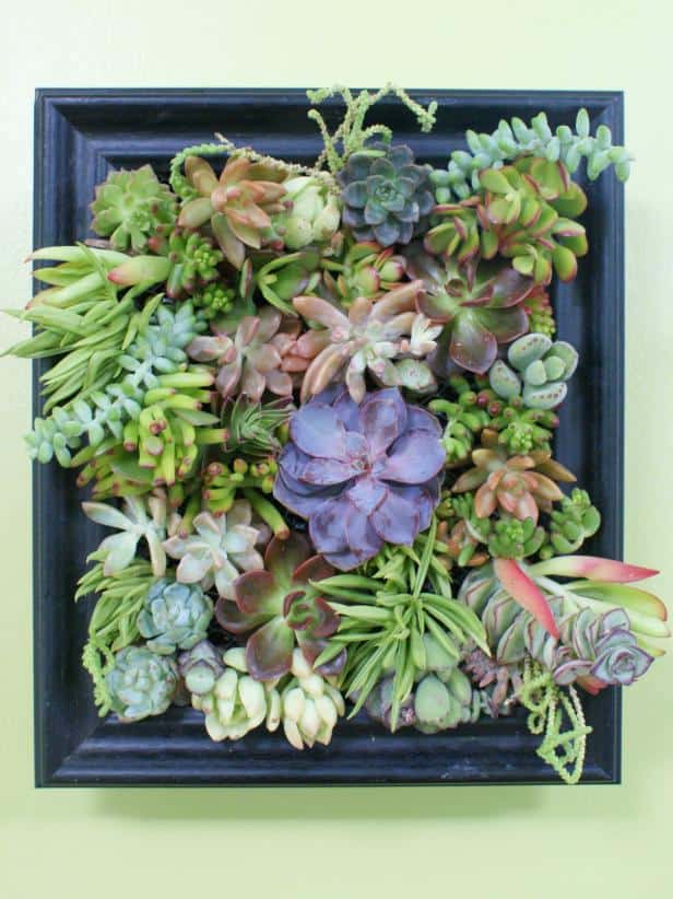 Succulennt garden shadow box