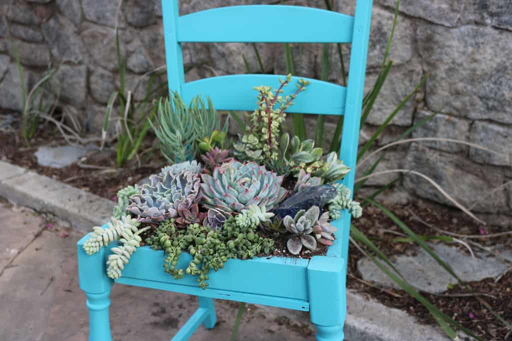 Diy succulent chair