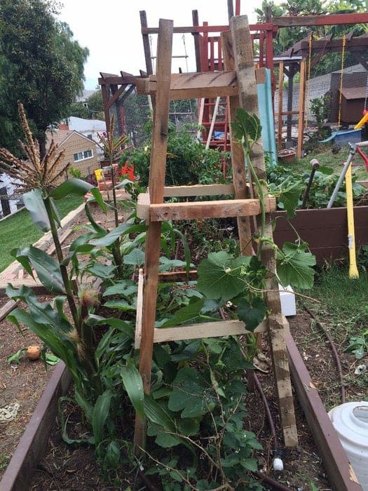 Reclaimed pallet garden trellis