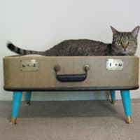 Suitcase kitty bed