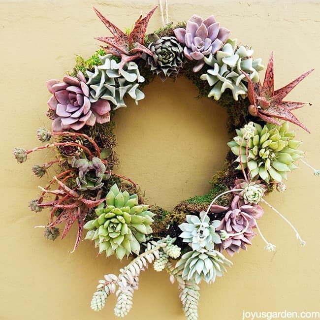 Diy succulent wreath