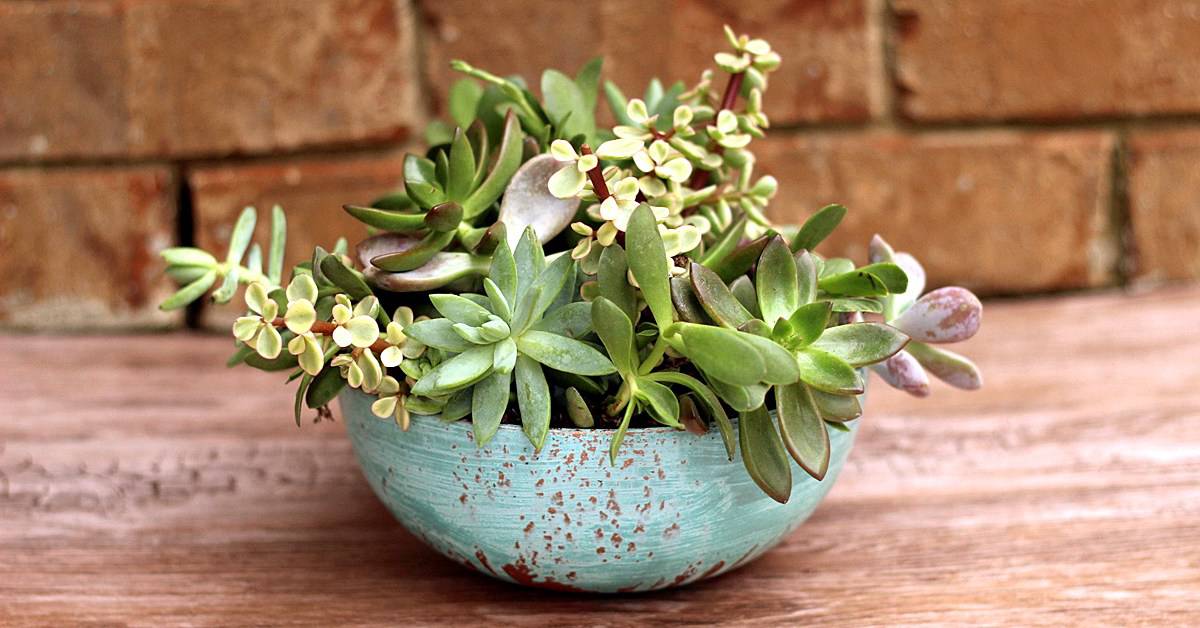 Pretty succulent planter housewarming gift