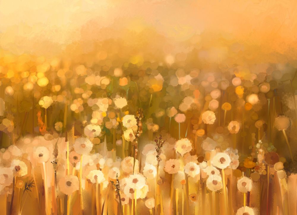 Warm daisy chamomile flower field