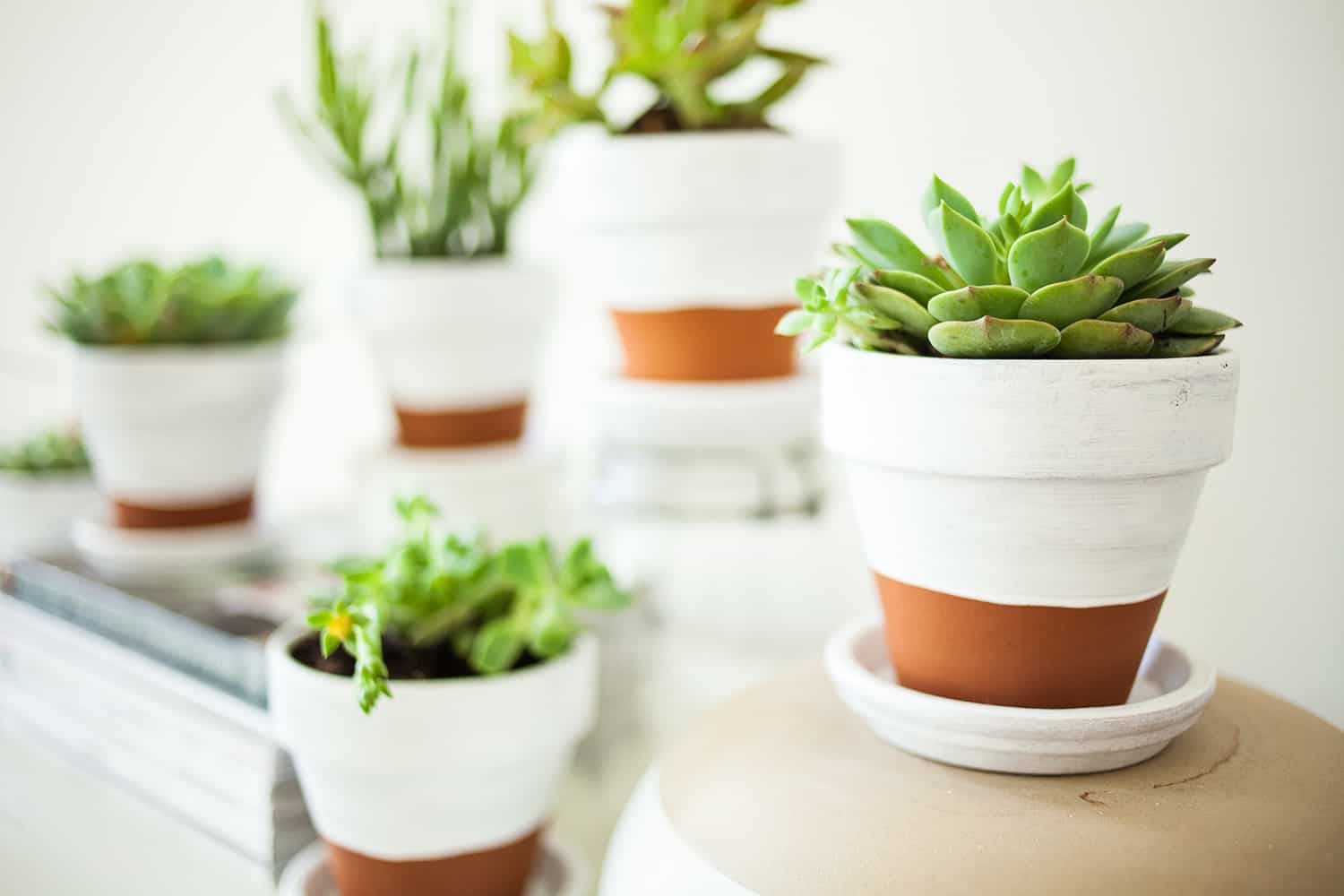 Painted pottery pots for succulents diy