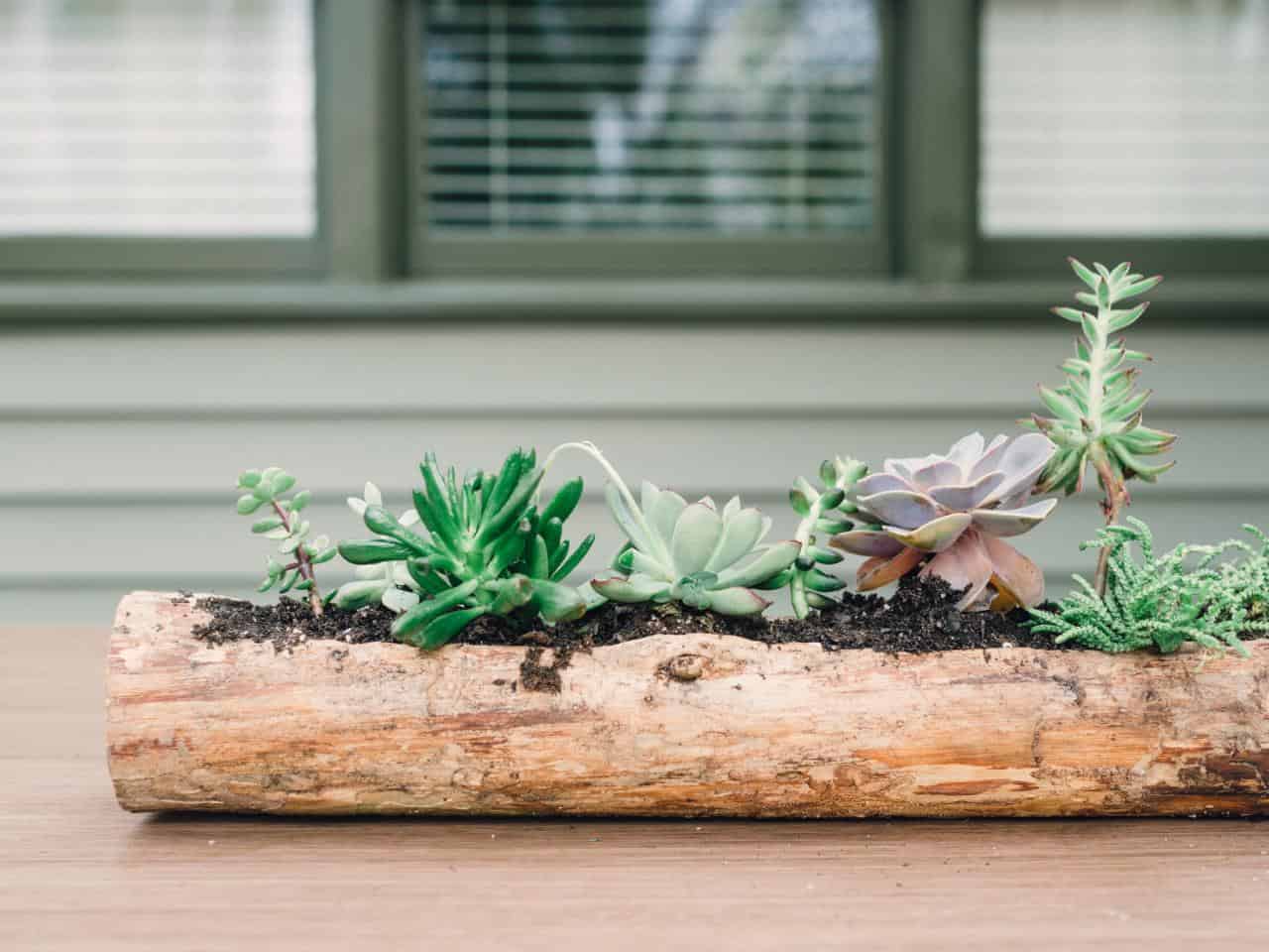 Succulents planted in a log diy
