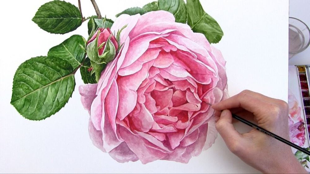 Rose Flower Watercolor Painting