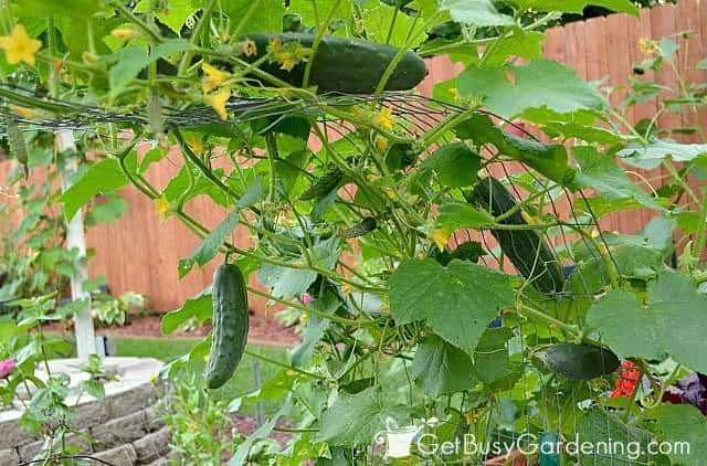 Cucumber arch trellis