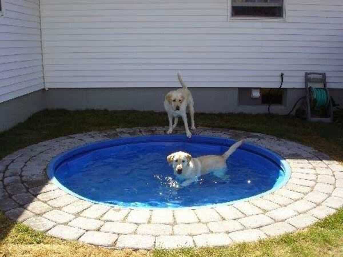 Fai da te nella piscina per cani di terra
