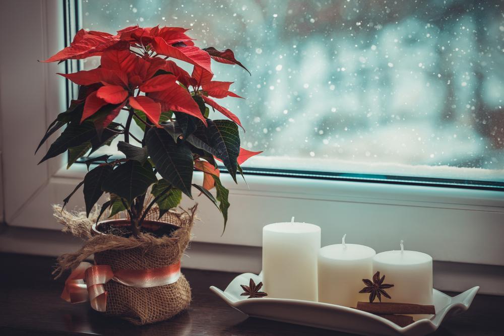 Poinsettia & candles christmas window display