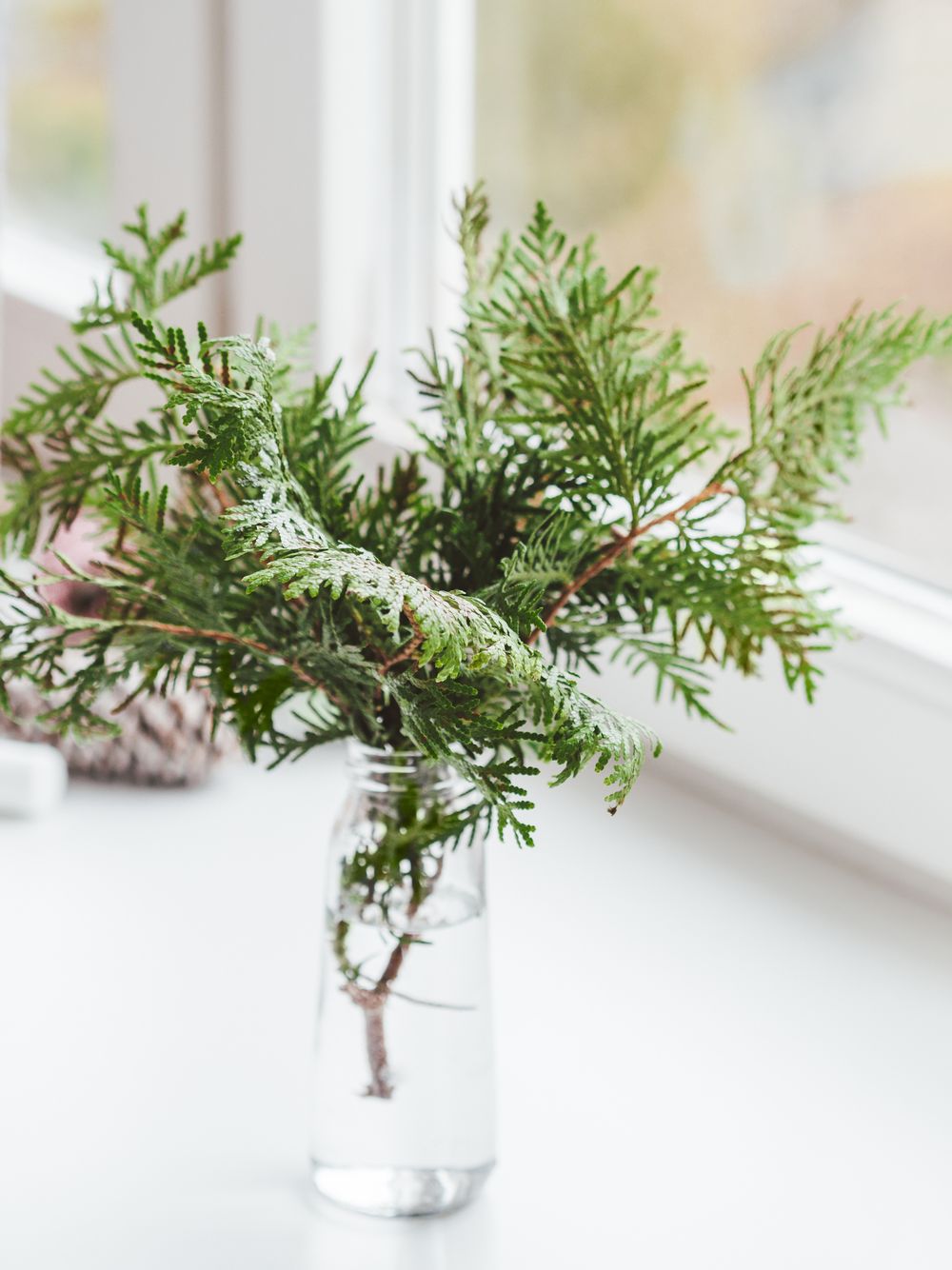 Vase with thuja branches christmas window display