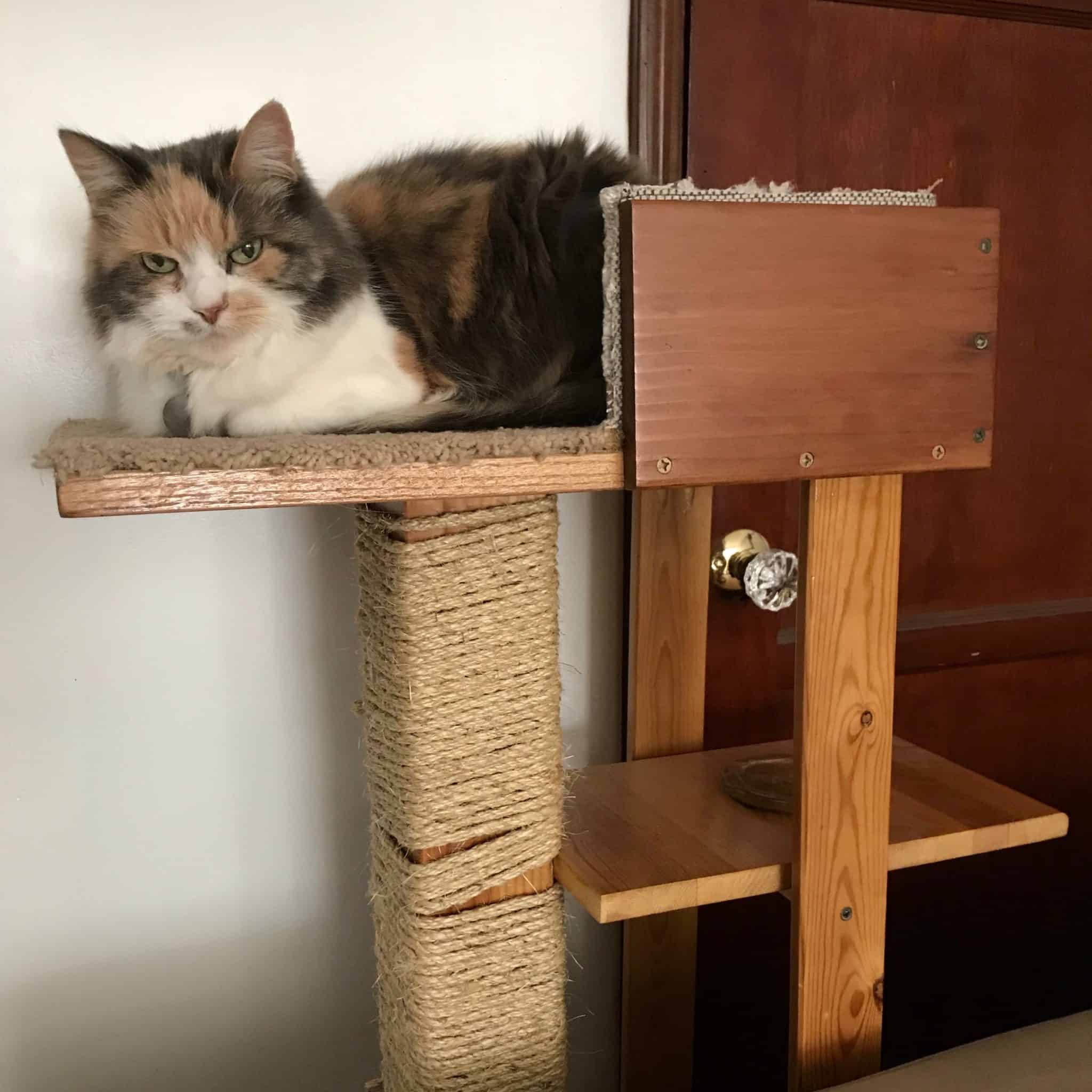 How long does it take to build a cat tree?