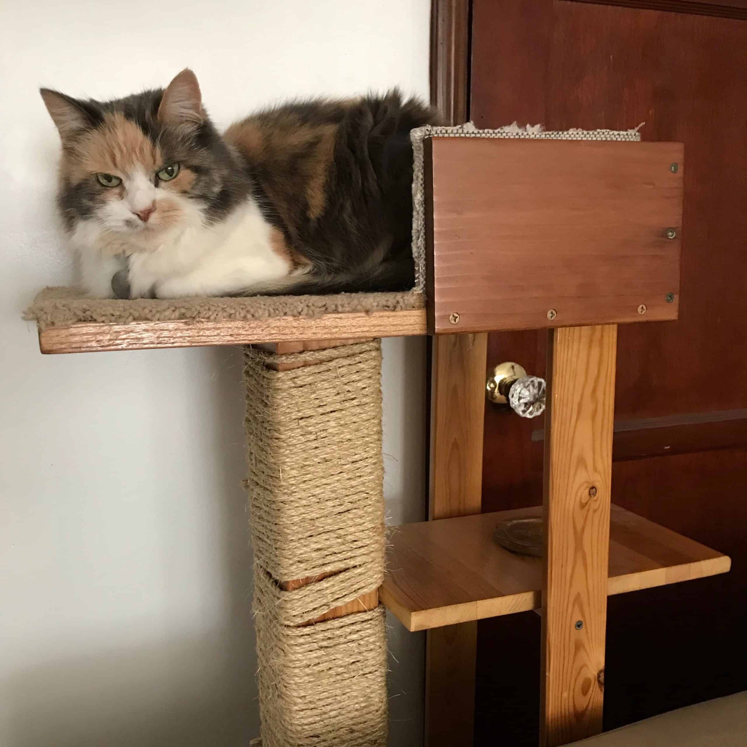 Diy cat tree with a water shelf