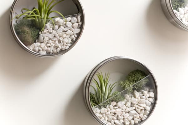 Magnetic tin terrarium