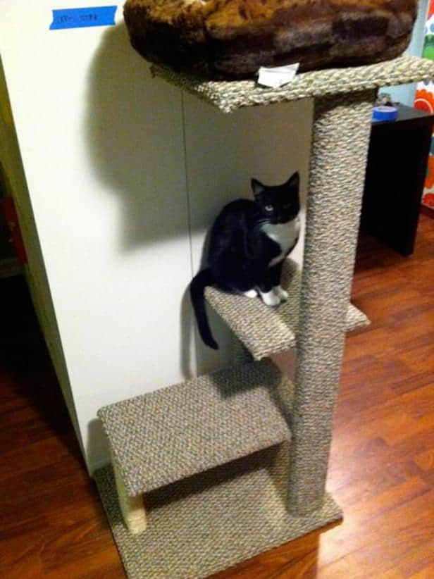 15 Diy Cat Trees How To Build A Tower, Wooden Cat Trees No Carpet