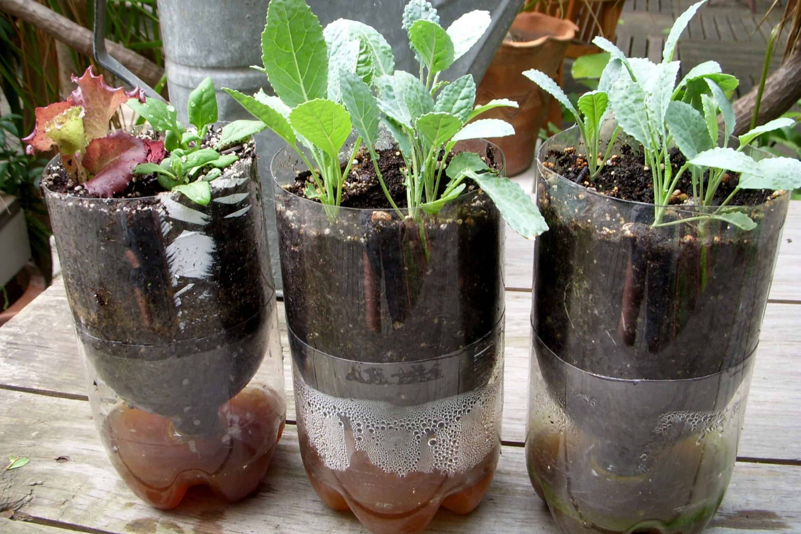Irrigating herb gardens in 2l bottles