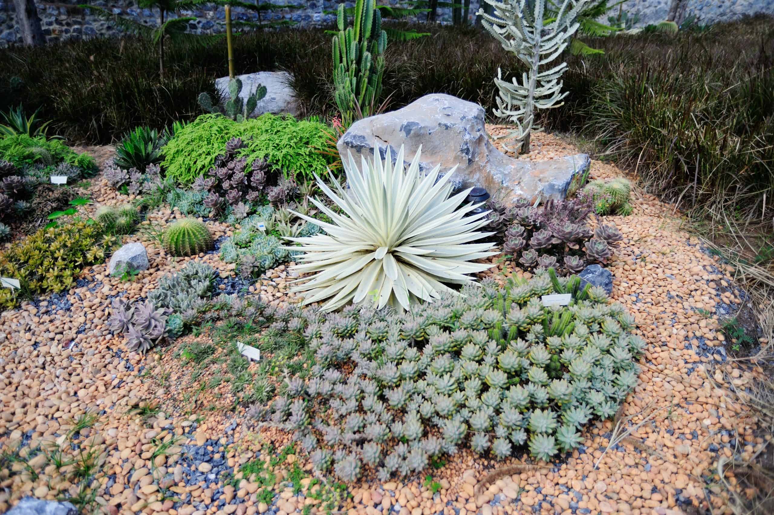 Rock garden with succulents