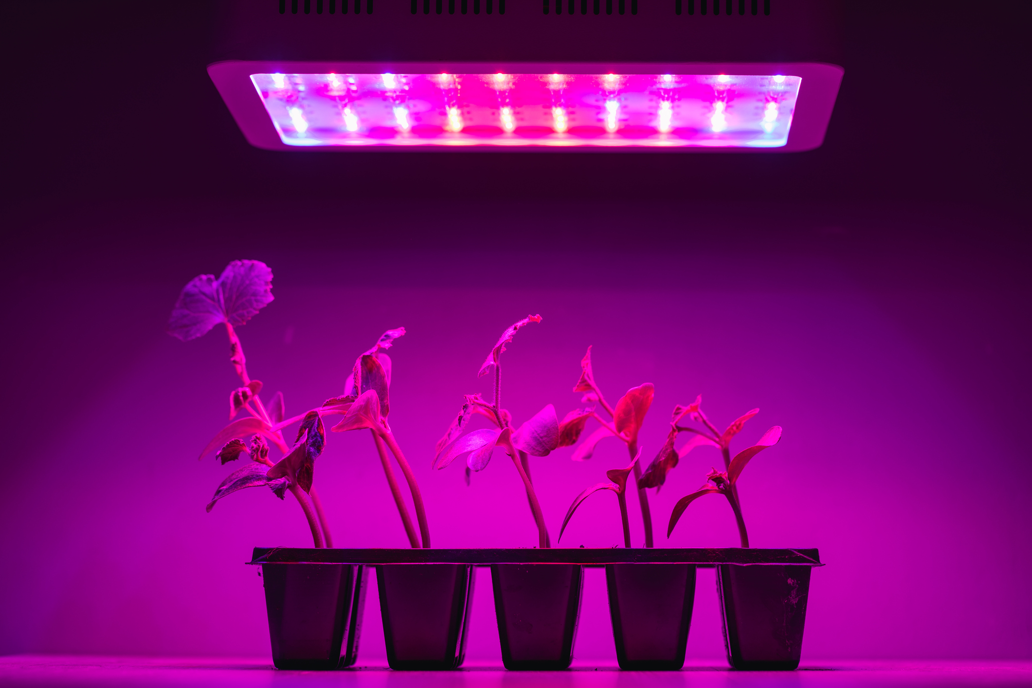 champion kjole Tag telefonen 5 Best Cheap Grow Lights And The Benefits
