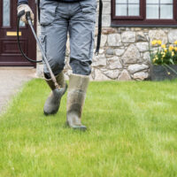 Best Weed Killers for Lawns