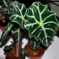 Alocasia plant care