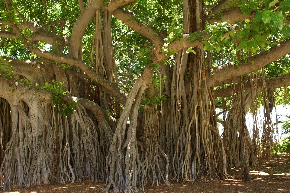 Banyan tree (ficus benghalensis)