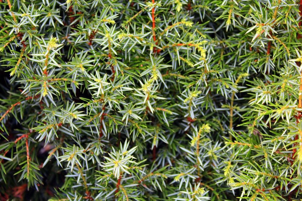 Grow and care for juniper shrubs