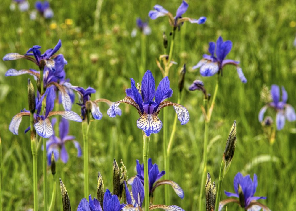 How to grow siberian iris