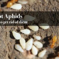Root aphids how to eliminate them