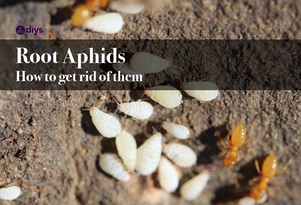 Root aphids how to eliminate them