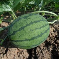 Growing and maintaining sugar baby watermelon