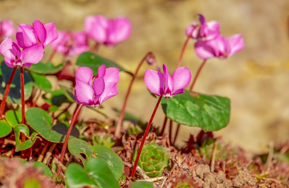 How to grow and care for the cyclamen plant