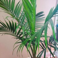 Indoor palm tree