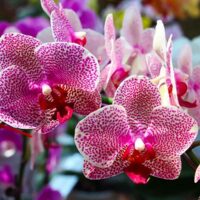 Purple vanda orchid