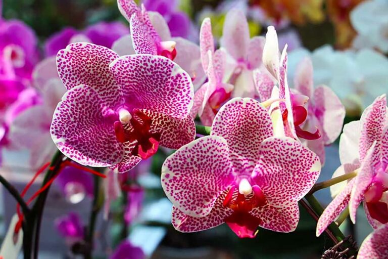 Vanda Orchid: How to Grow and Care For Vanda Orchids