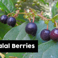 Salal berries