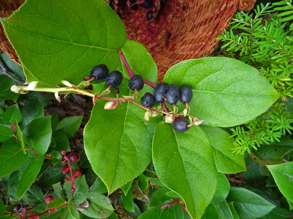 Salal plants how to care
