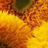Teddy sunflower detail
