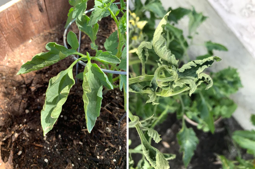 Care of tomato plants leaves