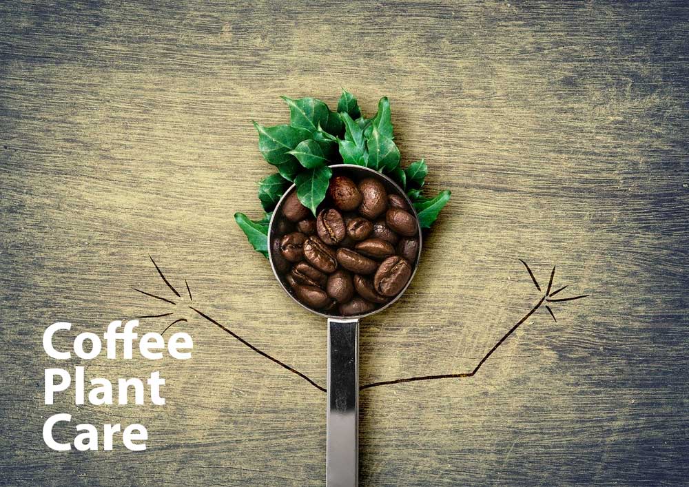 Coffee plant care