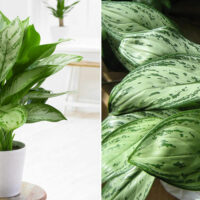 Aglaonema Maria Christina - Chinese Evergreen Indoor Plant