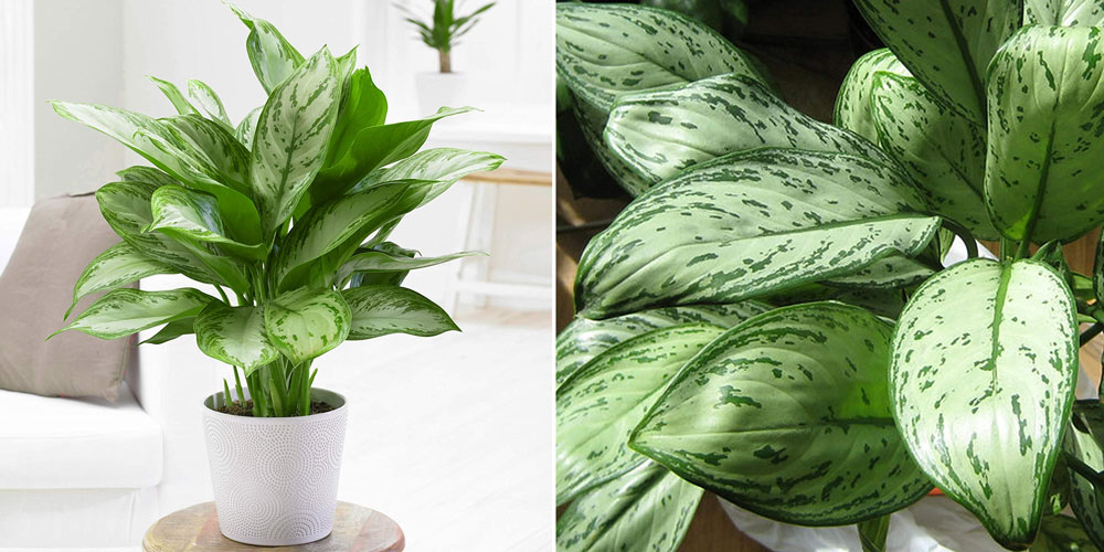 Aglaonema maria christina chinese evergreen indoor plant