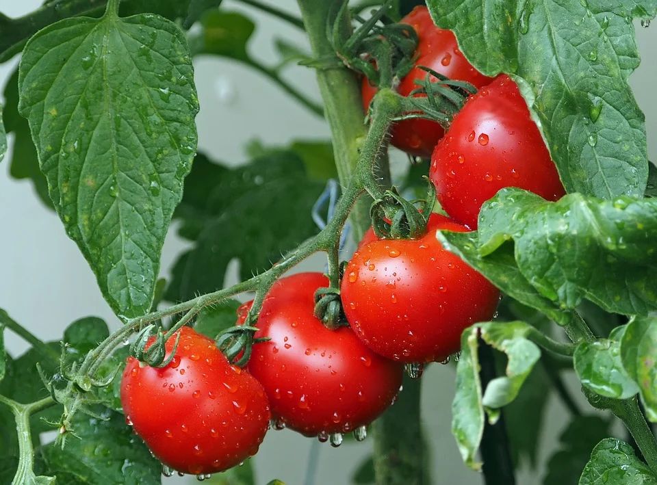 Balcony tomatoes (pomodori)