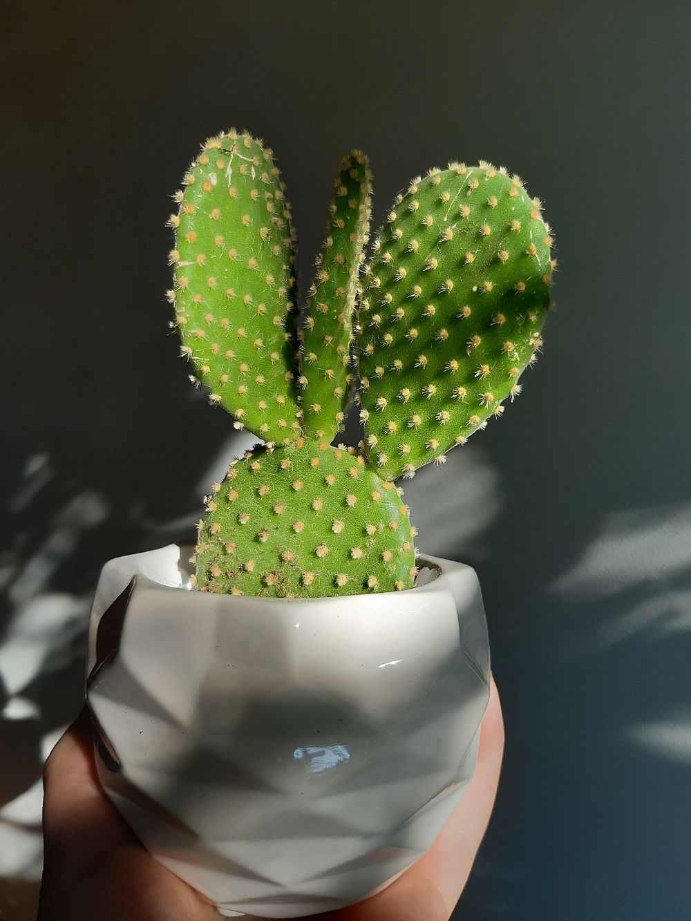 Bunny ear cactus
