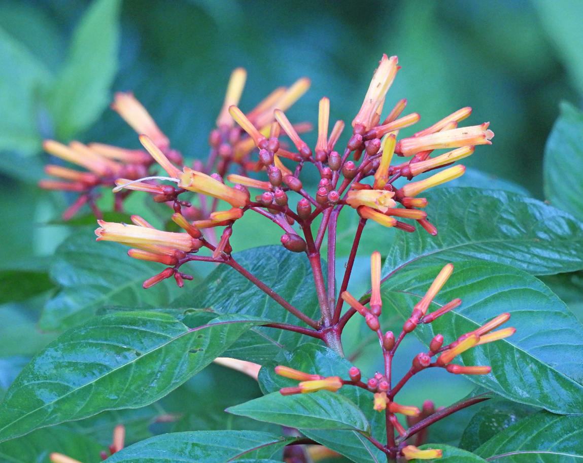 Firebush (hamelia patens)