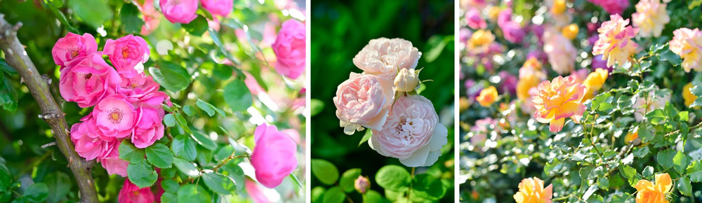 How to grow roses from seeds