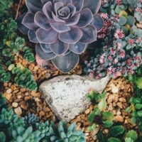 How much to water succulents