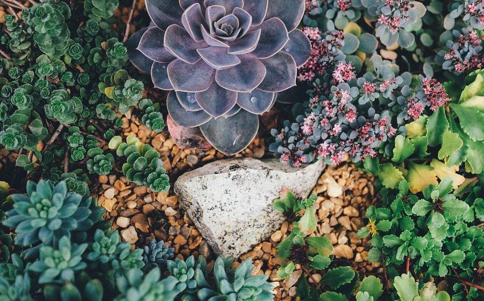 How much to water succulents